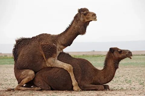 Download Pictures of Camels Mating on Animal Picture Society