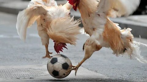 Los 'cracks' peludos: los animales que juegan al fútbol mejo