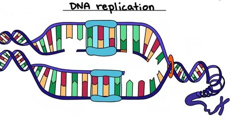 DNA structure and replication Biology - Quizizz