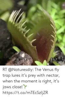 🐣 25+ Best Memes About Venus Fly Trap Venus Fly Trap Memes