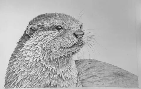 Otter paintings search result at PaintingValley.com