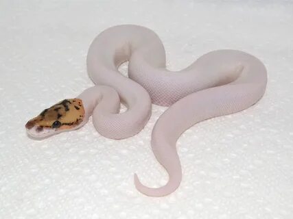 Spider Yellow Belly Pied - Morph List - World of Ball Python