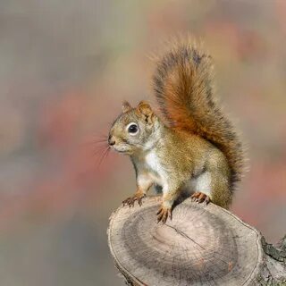 /american+red+squirrel