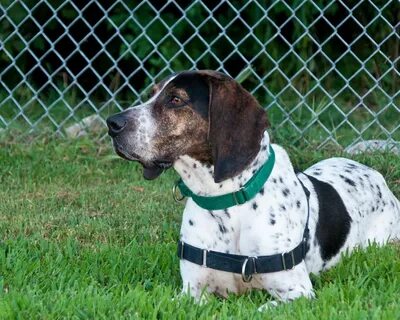 Bluetick Coonhound - Large-size hounds . United States Dogs