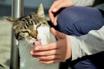 cat-licking hand can trasmit rabies - World Footprints
