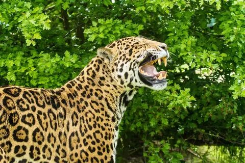 Jaguar - картинки в разделе Животные