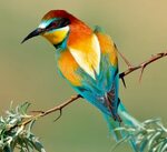 Золотистая щурка - еще одна из разноцветных птиц
