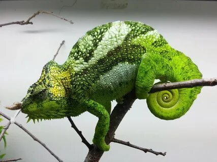 Four Horned Chameleon Chameleon Forums