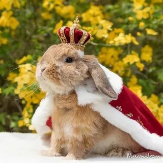 Stylish Bunny Cute bunny pictures, Pet bunny, Cute animals