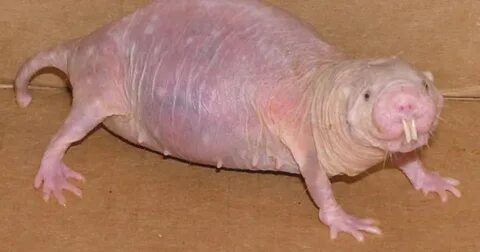 Naked mole rat genome: The key to long life?