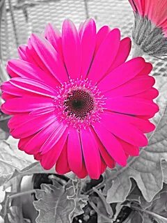 Gerber Daisy Wallpapers (49+ background pictures)