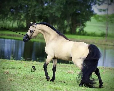BUCKSKIN MINI STALLION - SOLD Most beautiful horses, Horses,