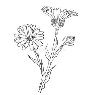 Calendula Silhouette on a White Background. Collection of Lo