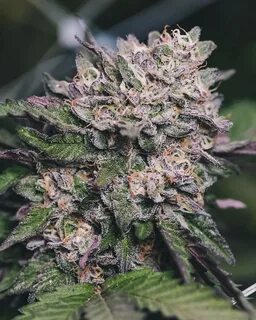 Gelato 33 Cannabis Clones - Homegrown Nursery