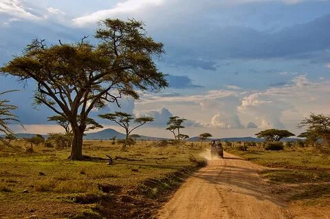 Сафари-тур "Tembo". Сафари в Танзании