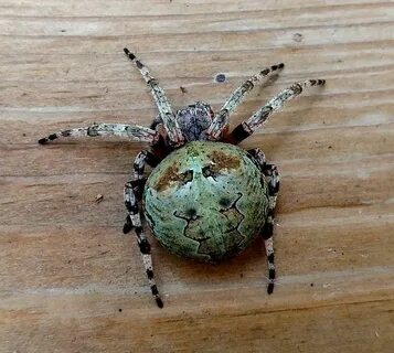 Giant Lichen Orb Weaver: Facts, Identification and Pictures