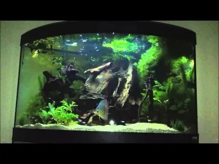 Discus Fish in corner tank - Aquatic videos