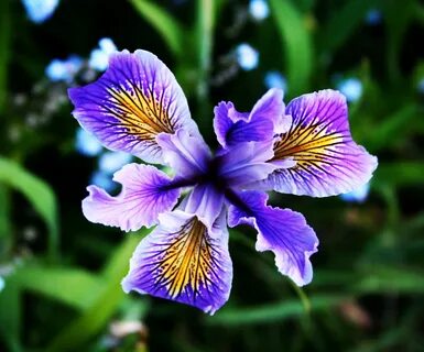 Free photo: Blue Iris - Bloom, Blooming, Blue - Free Downloa