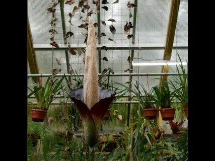 Penis plant' blooms for the first time in 25 years in Europe