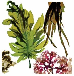 Seaweed is a superfood that offers a wealth of health benefi