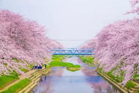 Beautiful pic of japanese flower bridges