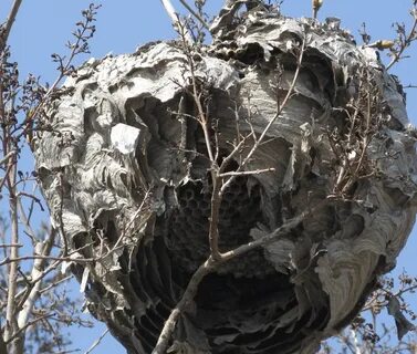 Pictures of Hornet Nests on Animal Picture Society