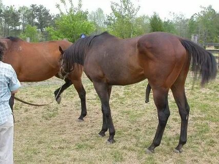 Breeding Horses (2004) At a horse riding farm in Calhoun C. 