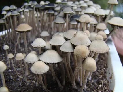 Галлюциногенные грибы Грибы. Мир грибов.