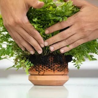 Inside Out Planter Turns Plant Root Patterns Into Visual Art