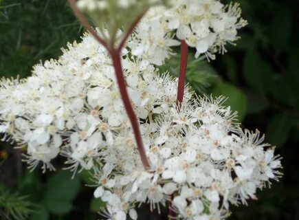 File:Meadowsweet (Filipendula ulmaria) - Shewalton.JPG - Wik