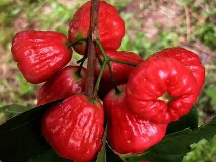 Wax Jambu #7: RED #2 / (Bangla = জামরুল) A cluster of ripe. 