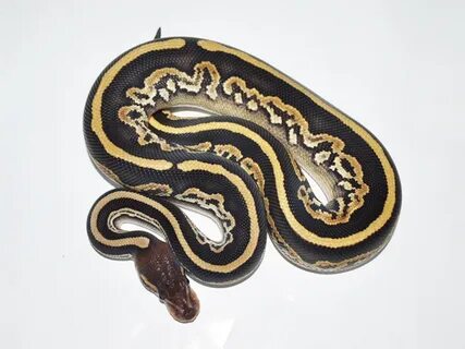 Black Pastel Mojave - Morph List - World of Ball Pythons