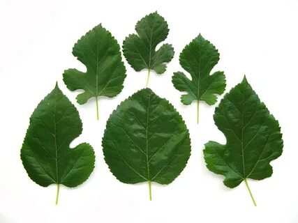 Morus alba - White Mulberry leaves This plant can be weedy. 