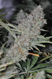 Top 150 Marijuana Seeds to Grow (2020) Marijuana Guides