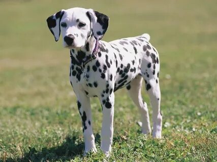 tan dalmatian Online Shopping