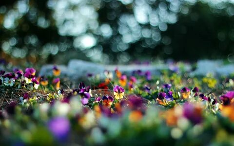 Plants Flowers Pansies Bokeh Purple Flowers Wallpaper - Reso