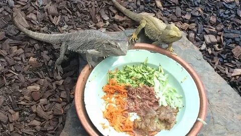 What Human Foods Can Bearded Dragons Eat? - Acuario Pets