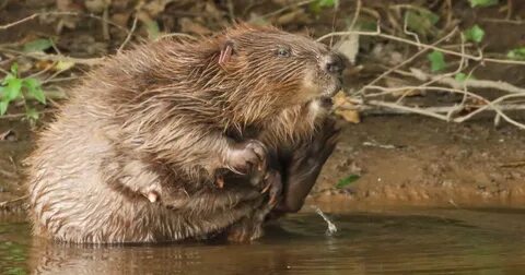 Beavers brought back to Britain get busy