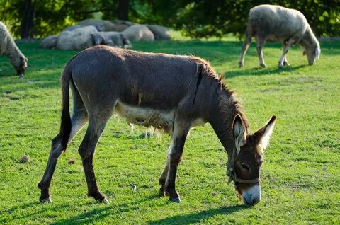 Donkey Animal Farm - Free photo on Pixabay