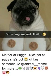 Show Anyone and I'll Kill U Mother of Puggo ! Nice Set of Pu