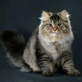 Сибирская кошка (Сибирский кот): подробное описание породы с