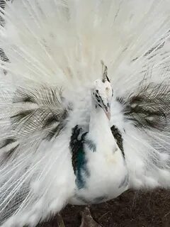 Silver Pied Peafowl - Peacocks UK Peafowl, Peacock images, R