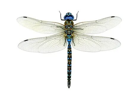 Chasing Dragonflies and Damselflies Dragonfly images, Dragon