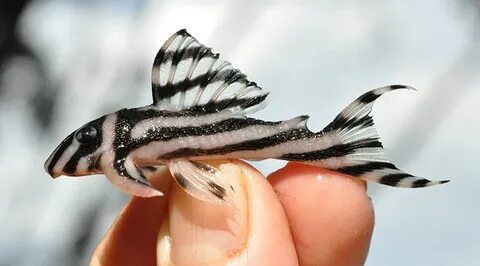 Cataloging the Fish of the Xingu River Hoo-rag