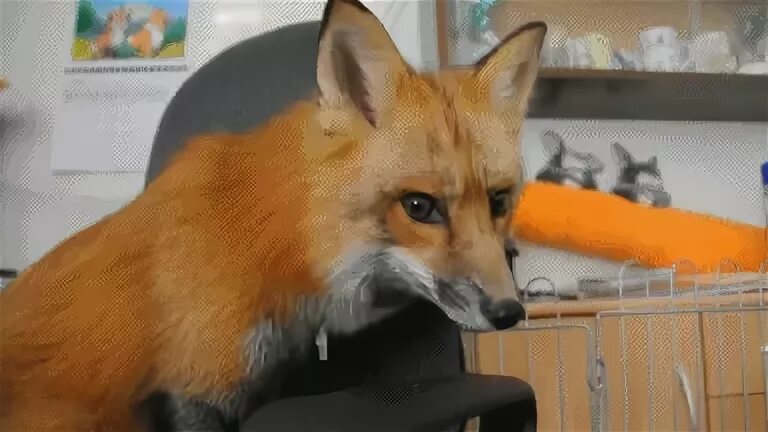Гифка животные fox кресло гиф картинка, скачать анимированны