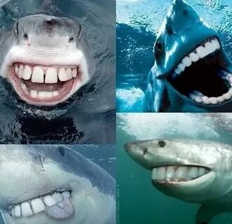 Upotettu kuva Sharks funny, Funny animals, Sharks with human