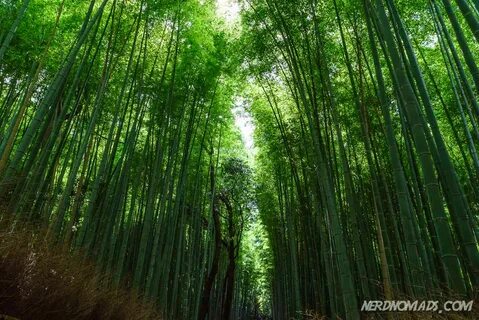 Bamboo Grove Kyoto - Nerd Nomads