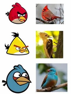 Real Life Angry Birds Angry birds, Angry birds party, Birds