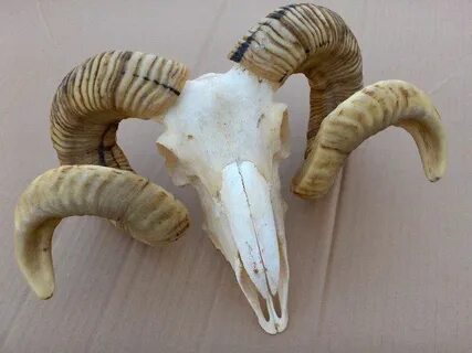 Pin by @pinkarmy on things - horn & antler Animal skulls, Ra