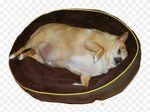 Fat Chihuahua